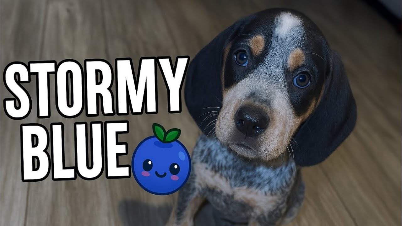 Blue Tick Hound puppy playing ￼ #stormy #blue 
