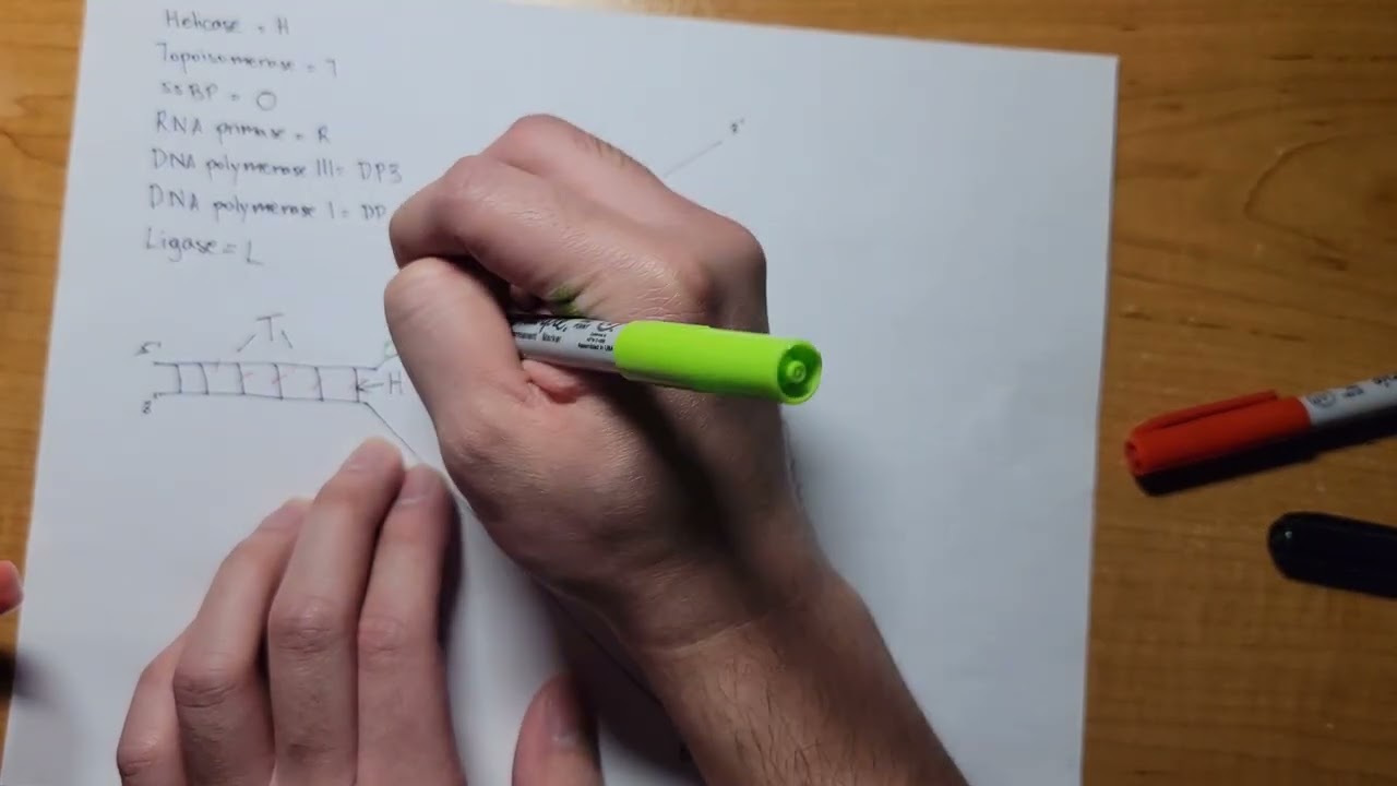 Proteins in DNA Replication