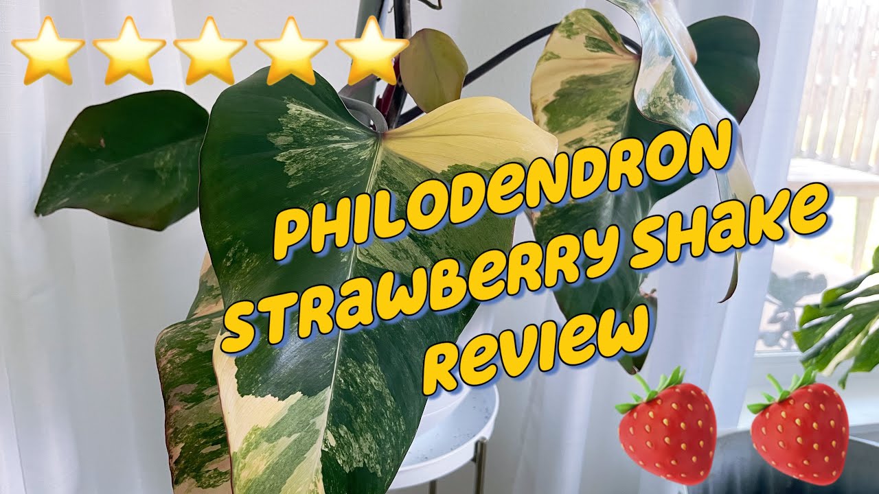 Philodendron Strawberry Shake Review