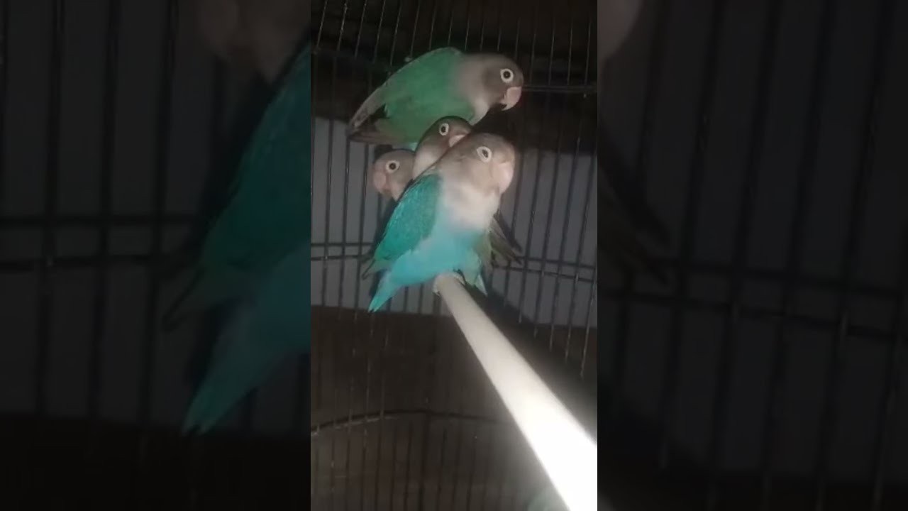 LOVEBIRD AS FARM ASSE LOVEBIRD
