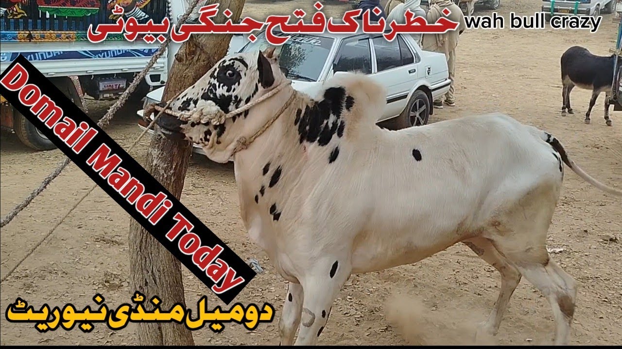 Today Domail Mandi Latest 30 Jan 2026 Fatehjang Rate's Update
