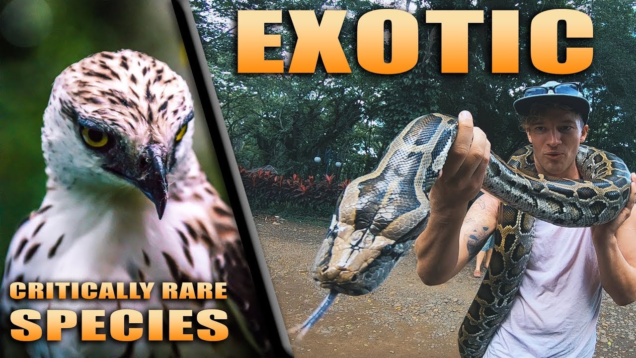 MOST BEAUTIFUL ANIMALS IN THE PHILIPPINES
