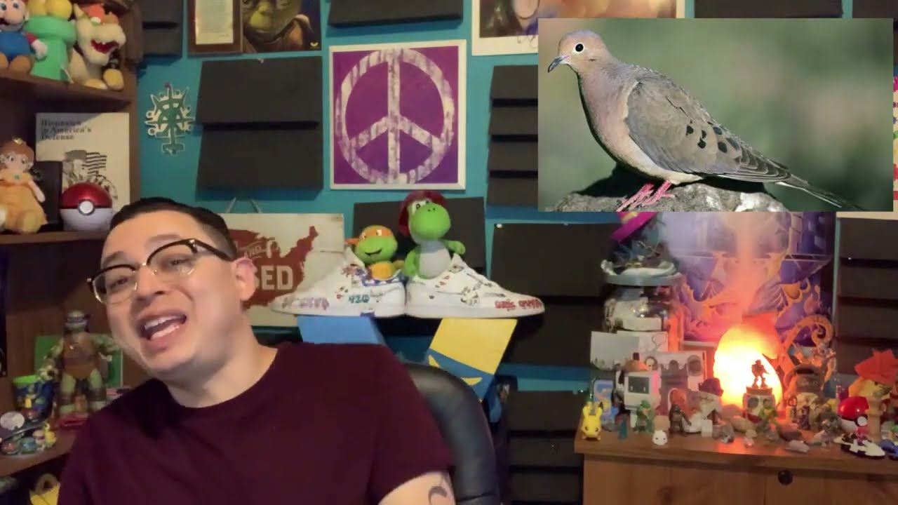 Mourning Dove | Spiritual Meanings of Seeing | A Friday Podcast Clip w/ Chris Chaos