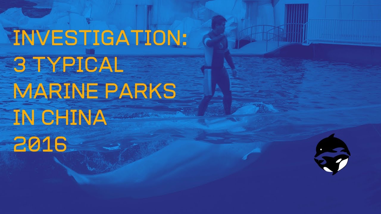 2016 China Cetacean Alliance investigation with Dr.Naomi A. Rose (EN/CN)