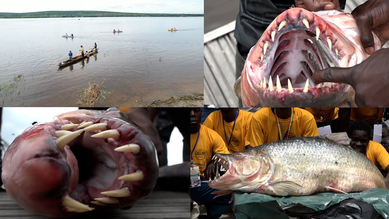 Congo-Brazza: Découverte de la pêche internationale du poisson-tigre 