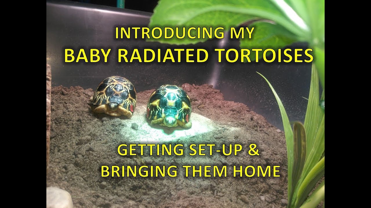 Baby radiated tortoises - set-up and unboxing | happytortoises