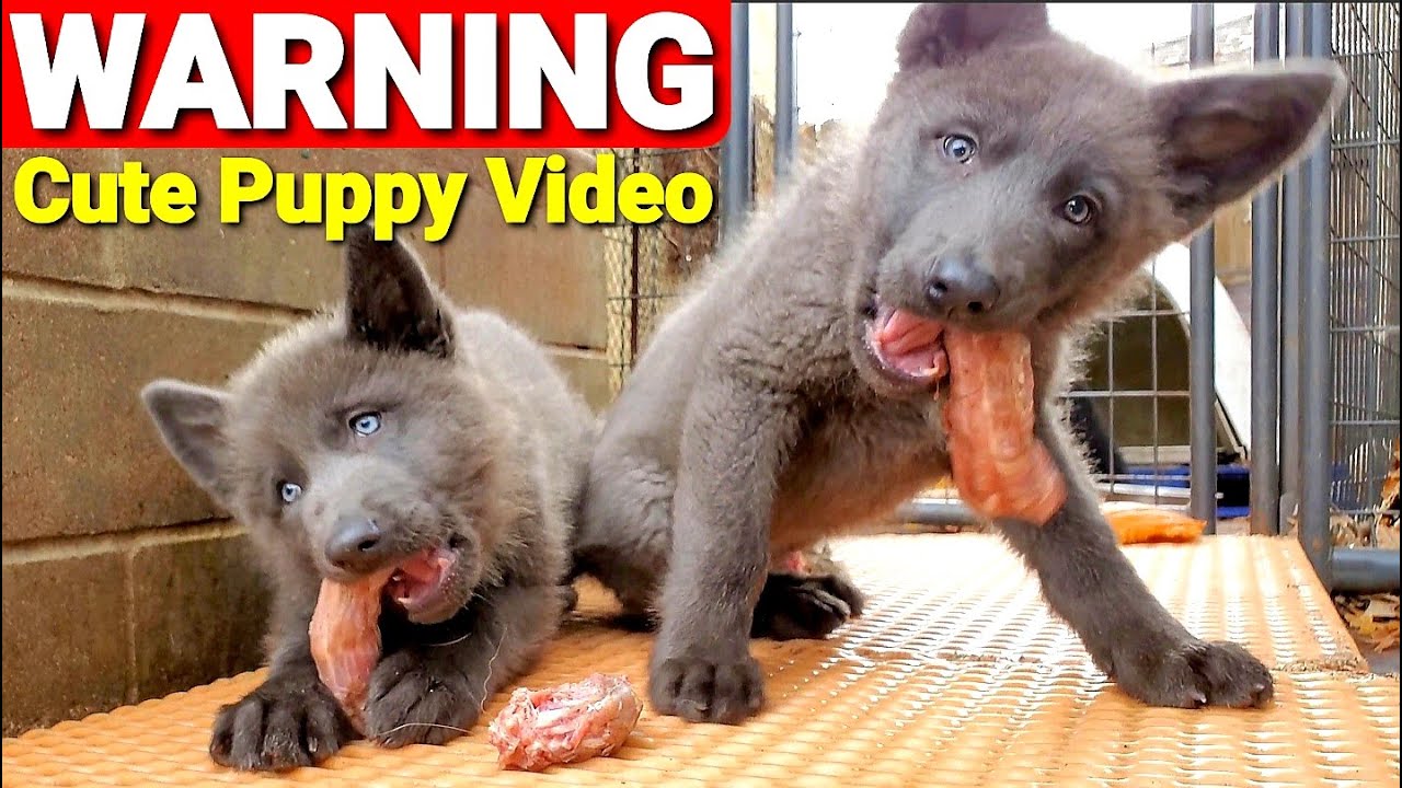 9 Week Puppies Eating RAW Turkey Necks