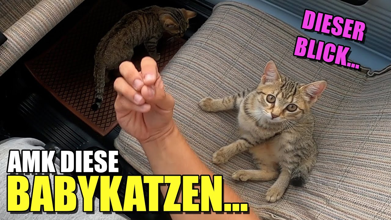 BABYKATZENFL&Uuml;STERER im 6km/h Drecksauto ist BACK! | Chabo