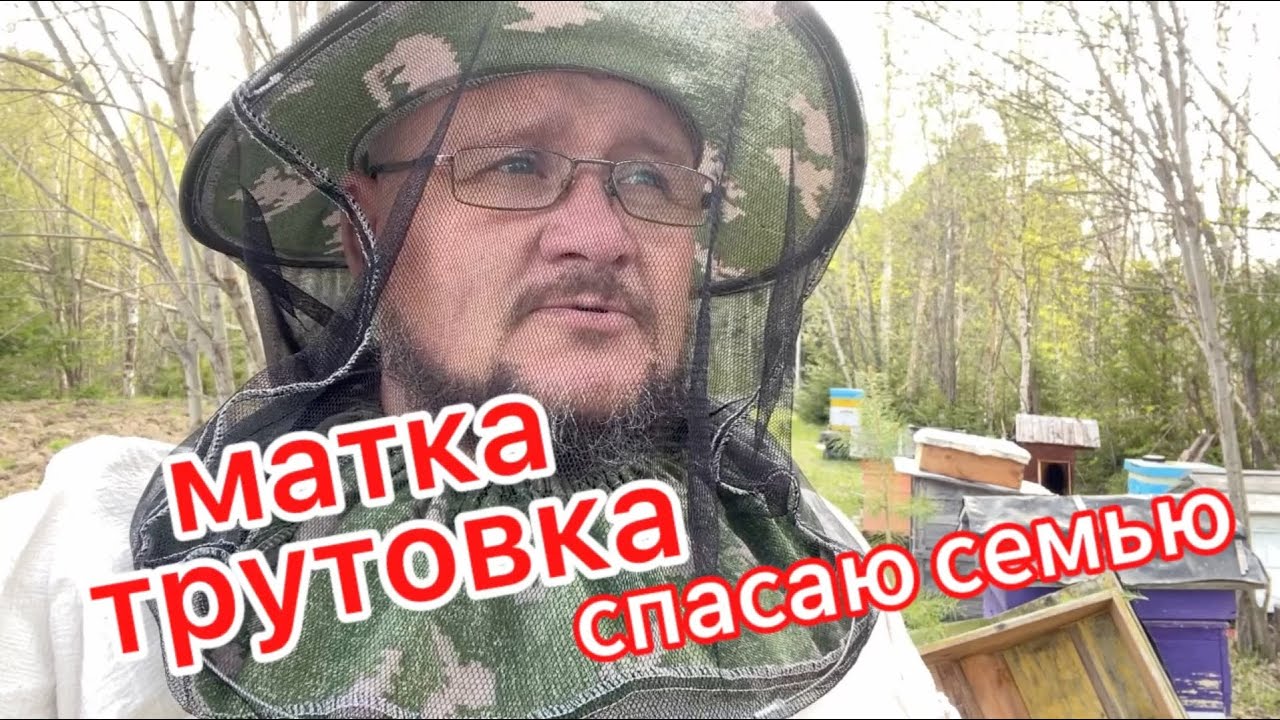 Пчёлы перезимовали с бесплодной маткой