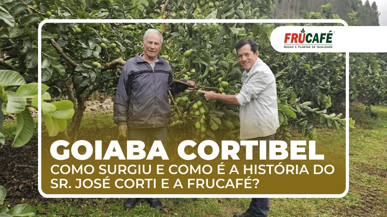 Como surgiu a Goiaba CORTIBEL e, como é a história do Sr. José Corti com a Frucafé Mudas?