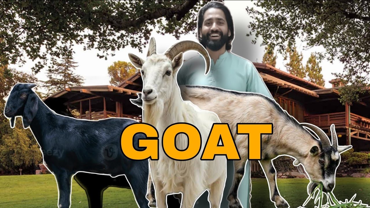 Luxury Goat Setup 🐐! Cousin Ki High Class Collection Dekh Lo 🔥👑