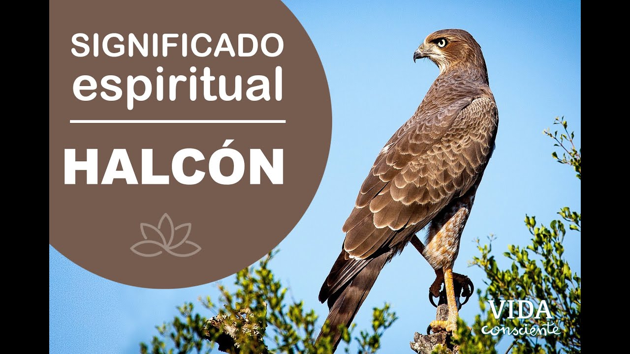 HALC&Oacute;N | 🦉  Significado espiritual |T&oacute;tem o animal de poder #animaldepoder #halc&oacute;n