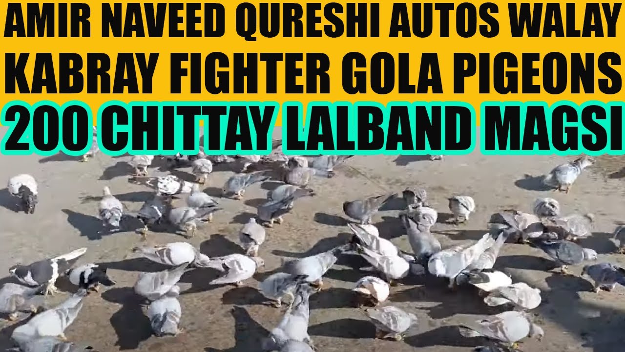 200 Chittay Lalband Gola Pigeons Amir Naveed Qureshi Autos Walay Kalpotiye Kabray Magsi Kabootar