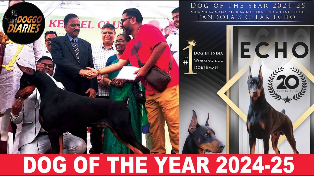 “🏆 ECHO Doberman – Dog of the Year | KCI Grand Champion Montage 2025 | Doggo Diaries”
