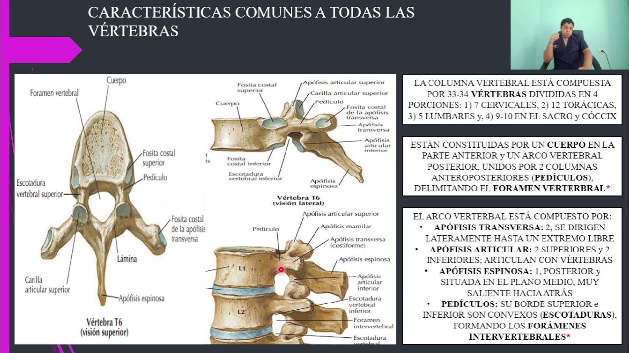 ANATOMÍA: ESQUELETO DE LA COLUMNA VERTEBRAL
