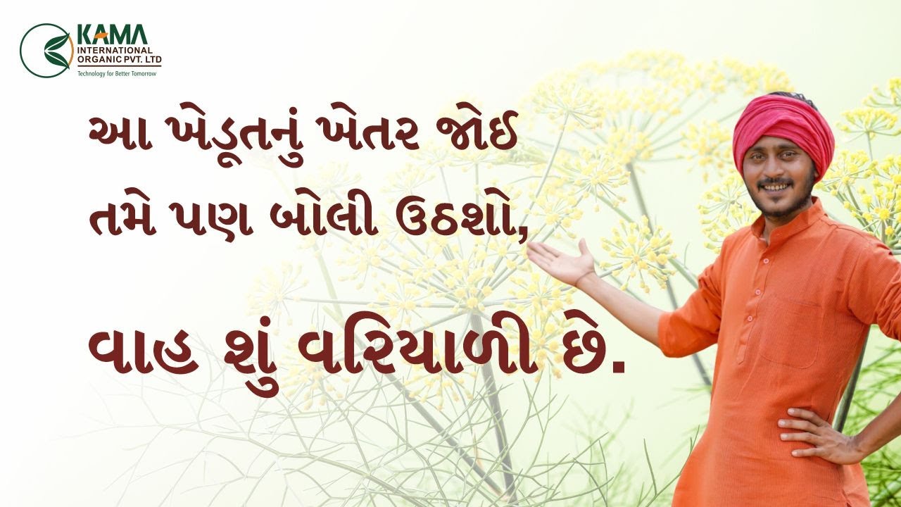 વરિયાળી ની ખેતી | सौंफ की खेती | Fennel Farming | sonf ki kheti | #kamainternationalorganic