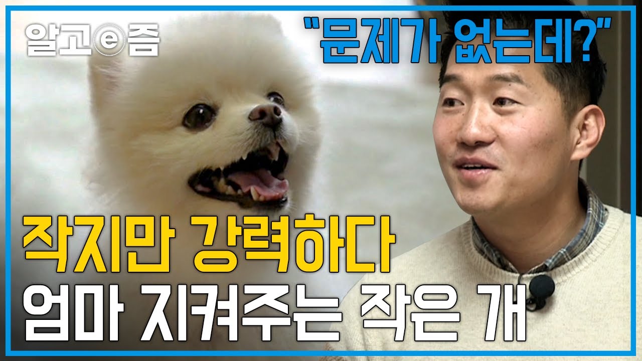 반려견 카스가 엄마을 지키는 이유, 포메라이안 마음 속에는 무엇이?│세상에 나쁜 개는 없다 │ 알고e즘