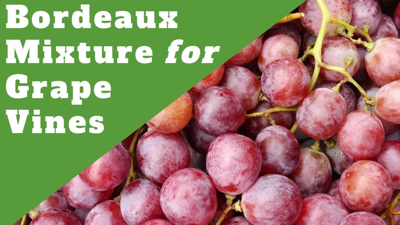 Bordeaux Mixture to Prevent Black Rot on Grape Vines