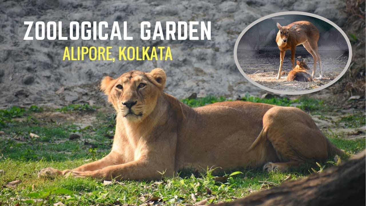 Kolkata Zoo | Alipore Zoo Kolkata | Kolkata Zoo All Animals