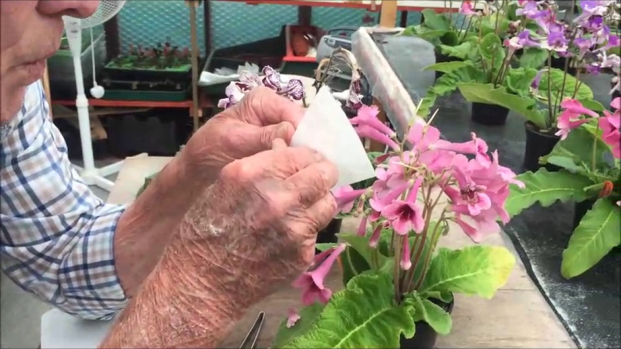 Cross Pollination or Hybridisation of Streptocarpus