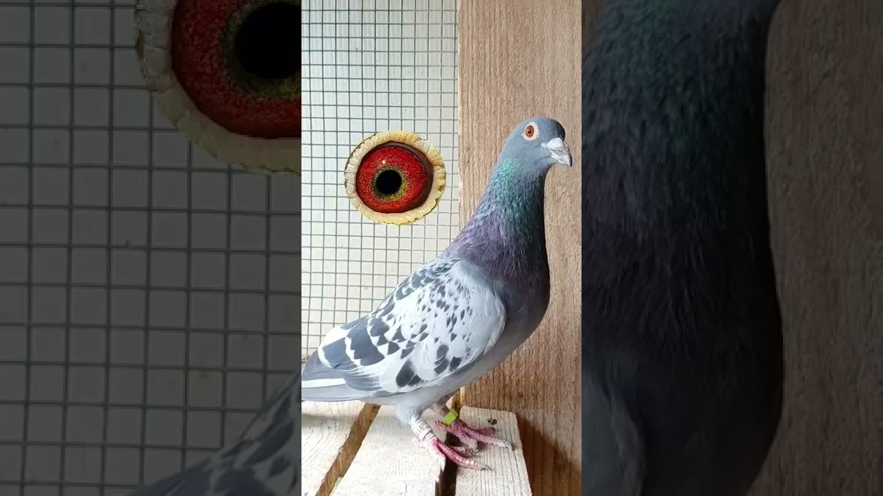 The Eyes of Extreme Long Distance Pigeons! #shorts
