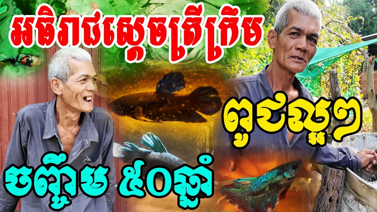 អធិរាជចញ្ចឹមត្រីក្រឹមតាយេខាងបាត់ដំបងនៅជាមួយត្រី៥០ឆ្នាំជាងហើយពូជត្រីល្អៗខ្លាំងល្បីឈ្មោះក្នុងភូមិស្រុក