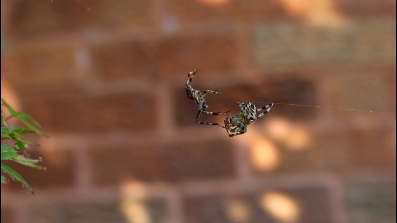 Garden Spiders Mating