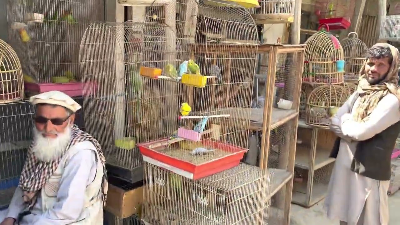 Walk Through Kabul's Bird Market - Afghanistan 2023