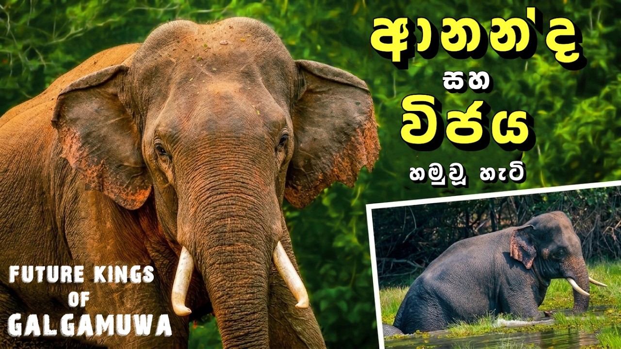 ළඟටම ආව 
