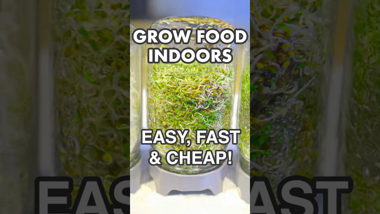 How to Grow Sprouts &ndash; Easy, Fast & Cheap Food! #gardening #homestead #food