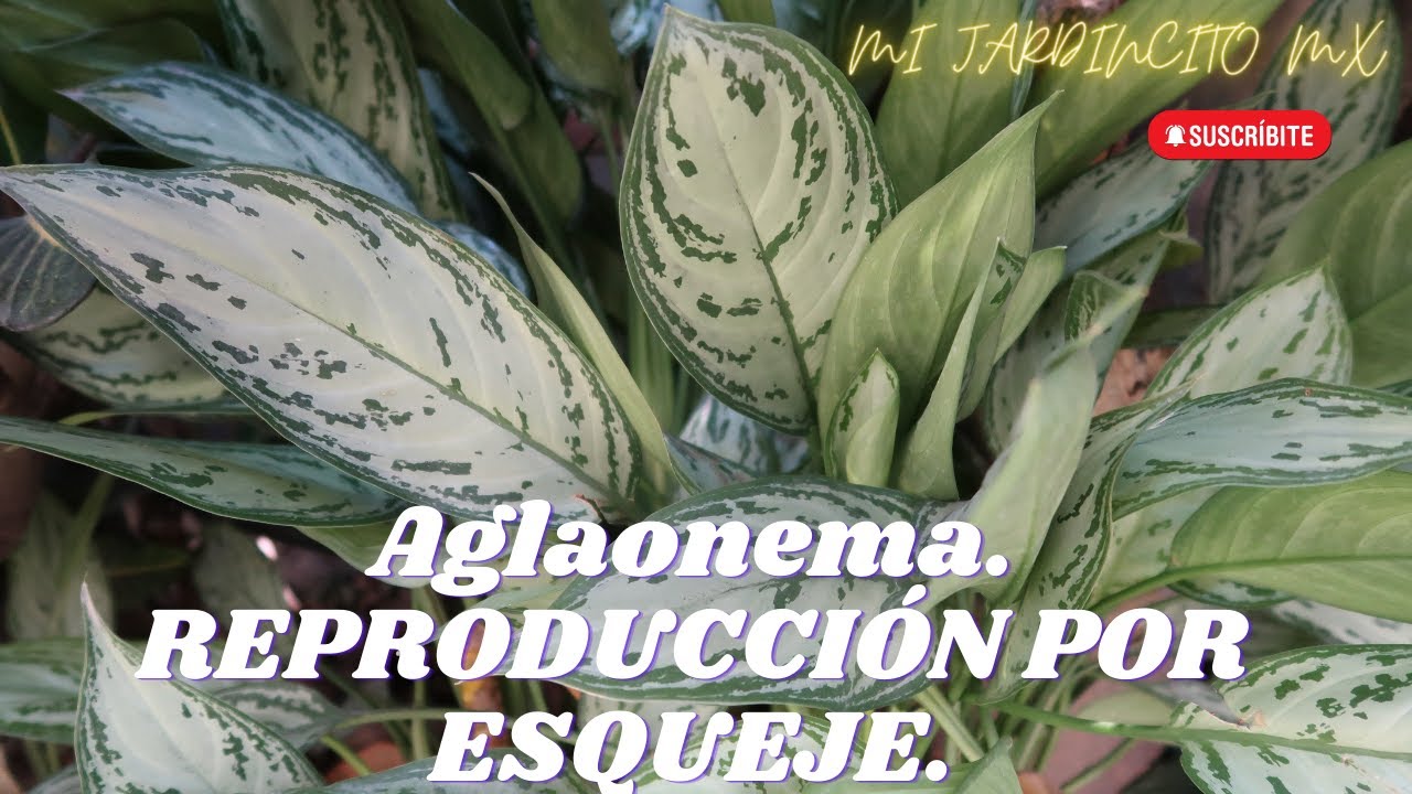 Aglaonema// Reproducción por esquejes. 🍃