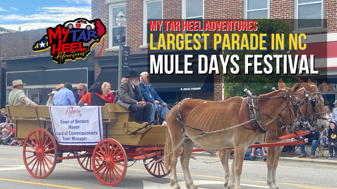 North Carolina's Largest Parade! An Inside Look at Benson, North Carolina's Mule Days Festival