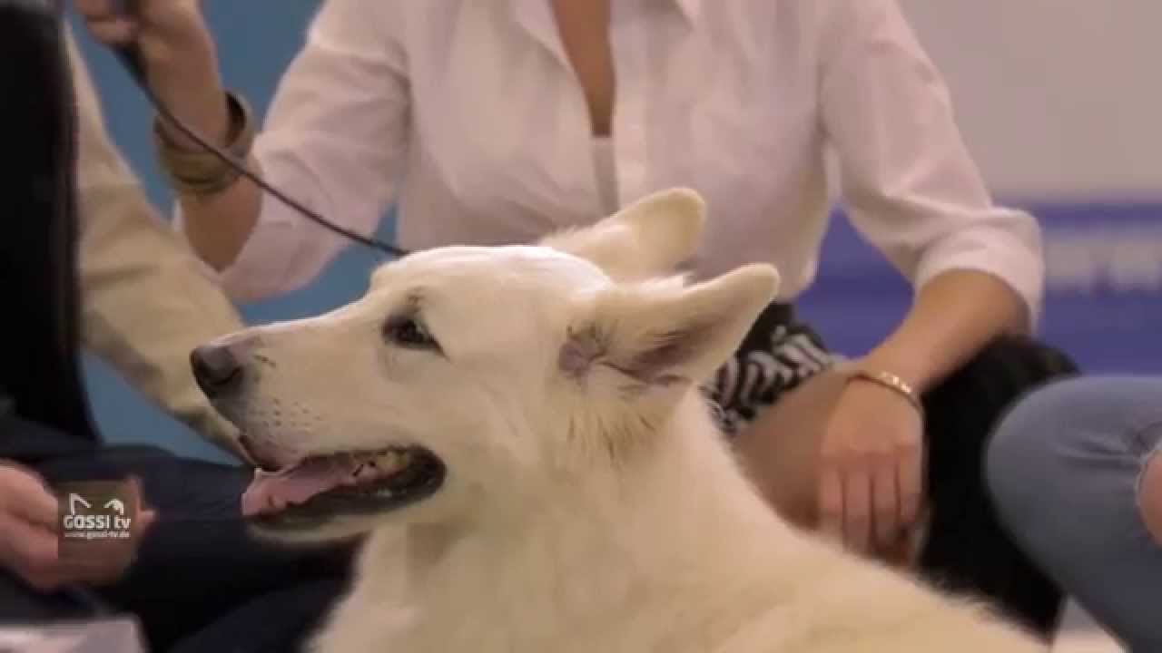 Schäferhund und Collie
