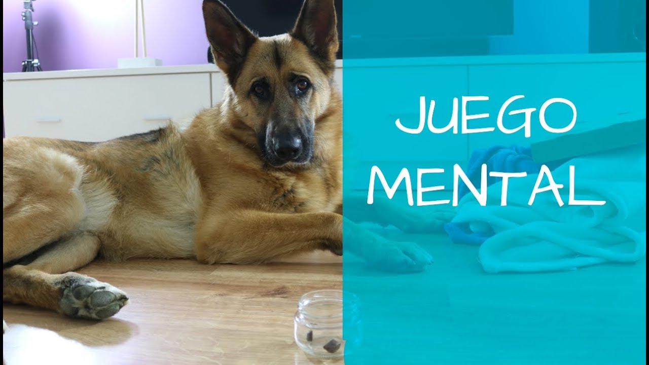 Juego mental para perros para hacer en casa