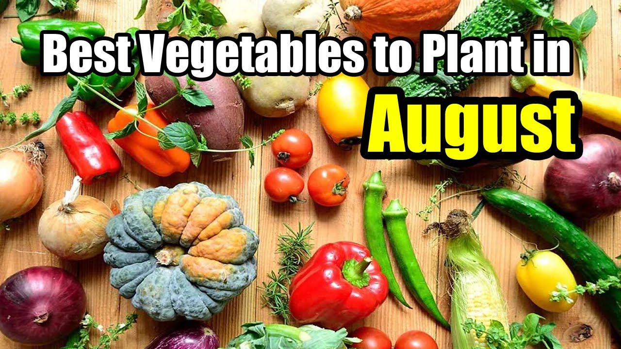 Late Summer Planting: Best Vegetables to Plant in August