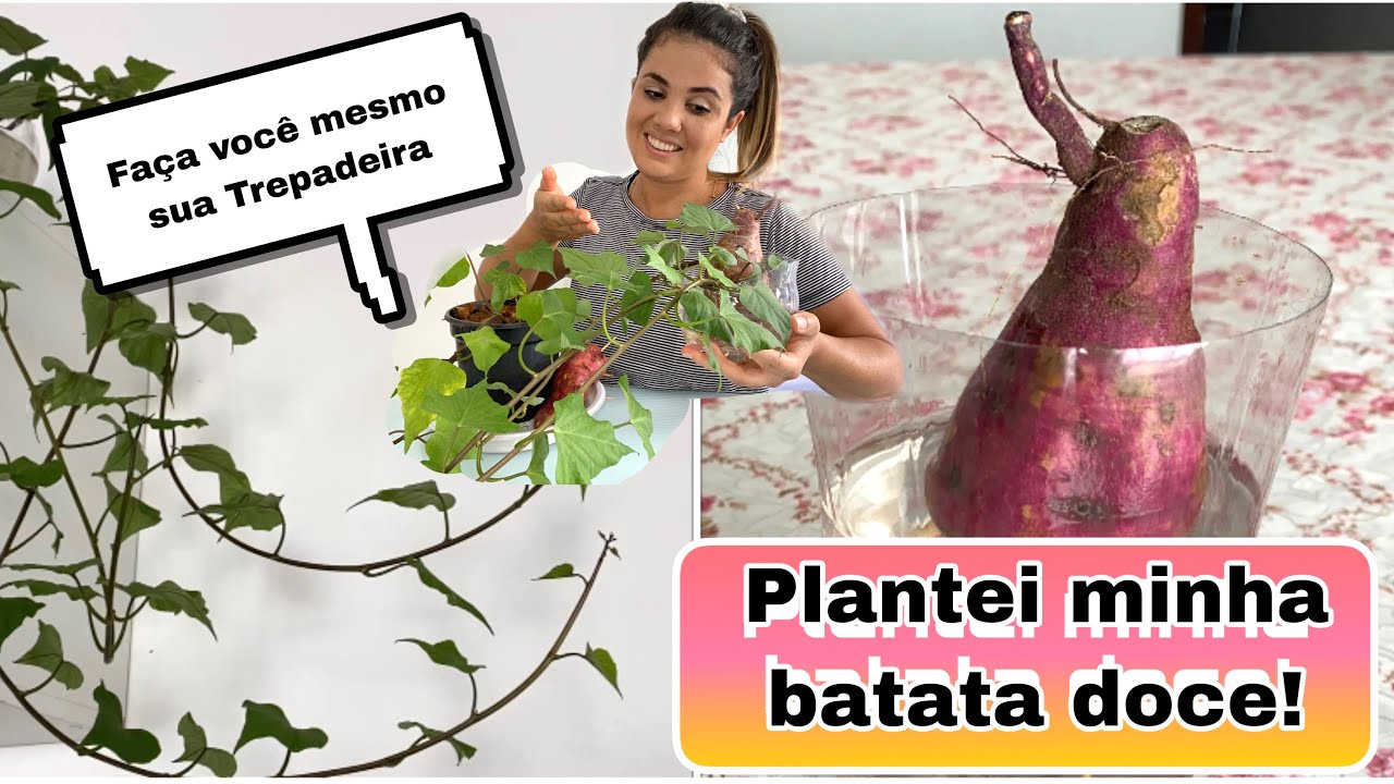 Planta de batata doce! Diy trepadeira de batata doce! Batata doce na água!Blogdaanna