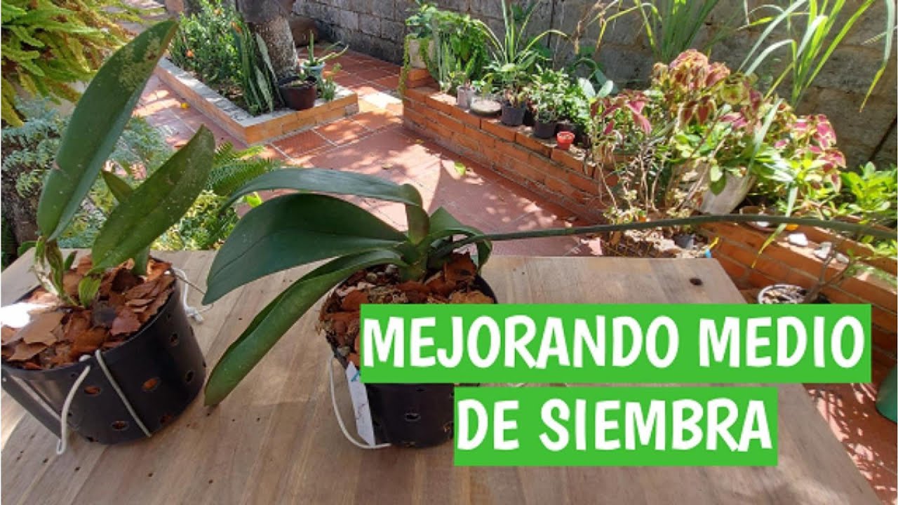 MEJORANDO MEDIO DE SIEMBRA