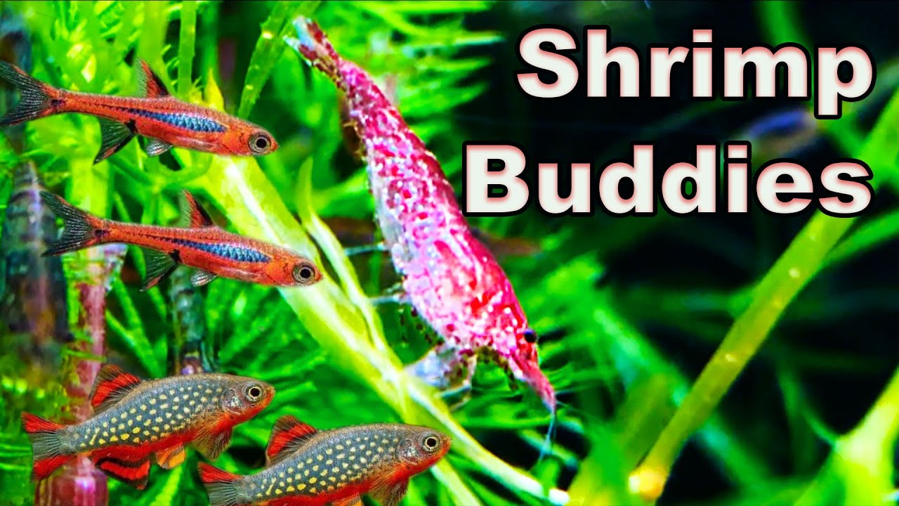 Shrimp Buddies: The 10 BEST Fish to Keep with Shrimp!
