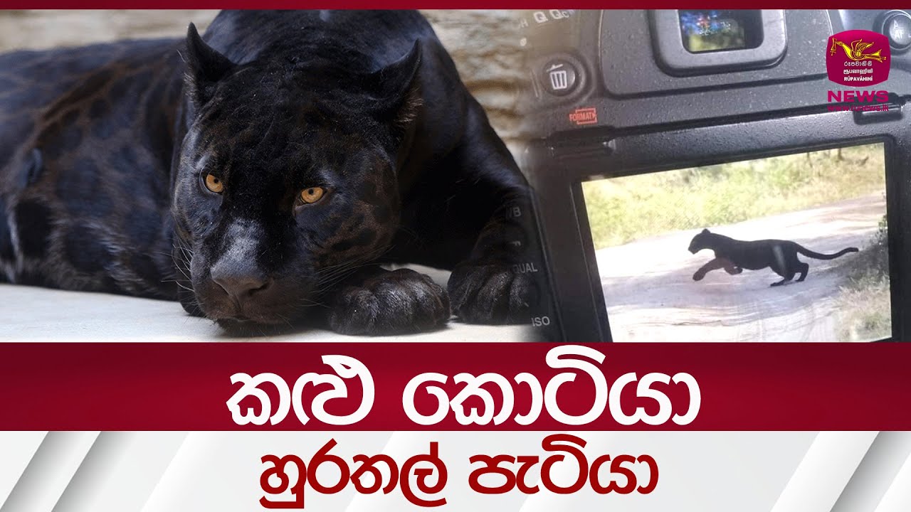 ආසියාවේ කොටි පාරාදීසයෙන් කළු කොටියෙක්.