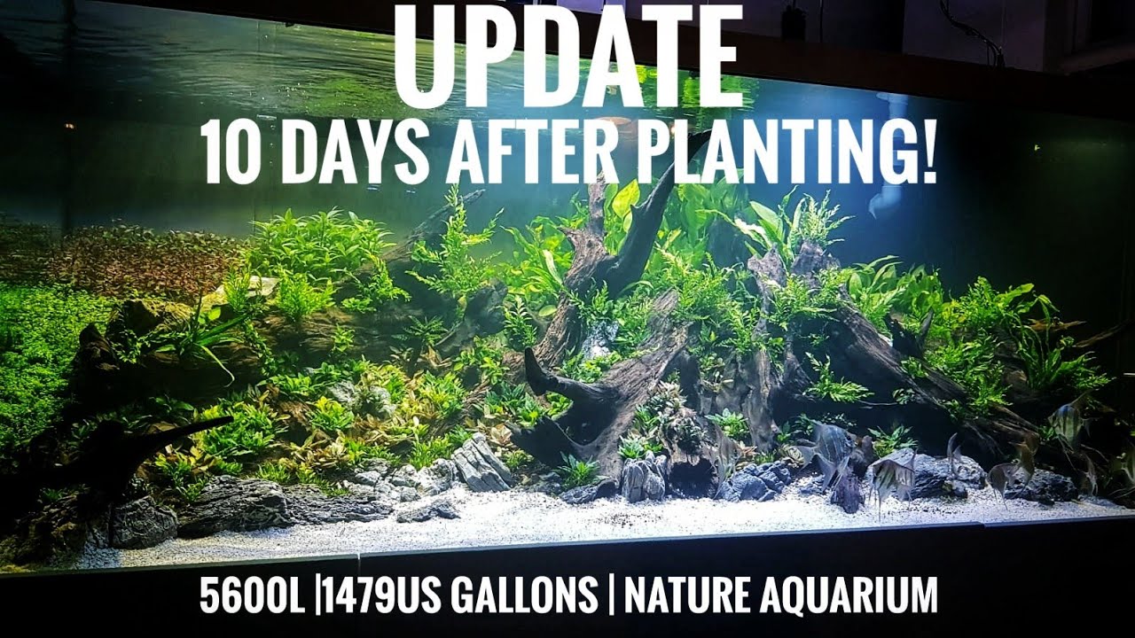 5.600L | 1.479US gal | 10 days after planting | Belgium Project