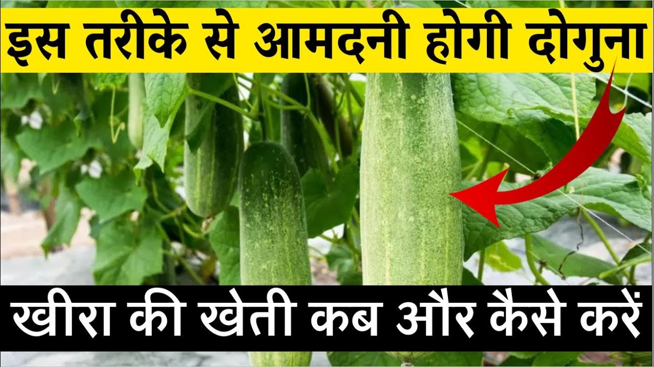 खीरा की खेती कब और कैसे करें | खीरे की खेती कैसे करें | Cucumber Farming In India