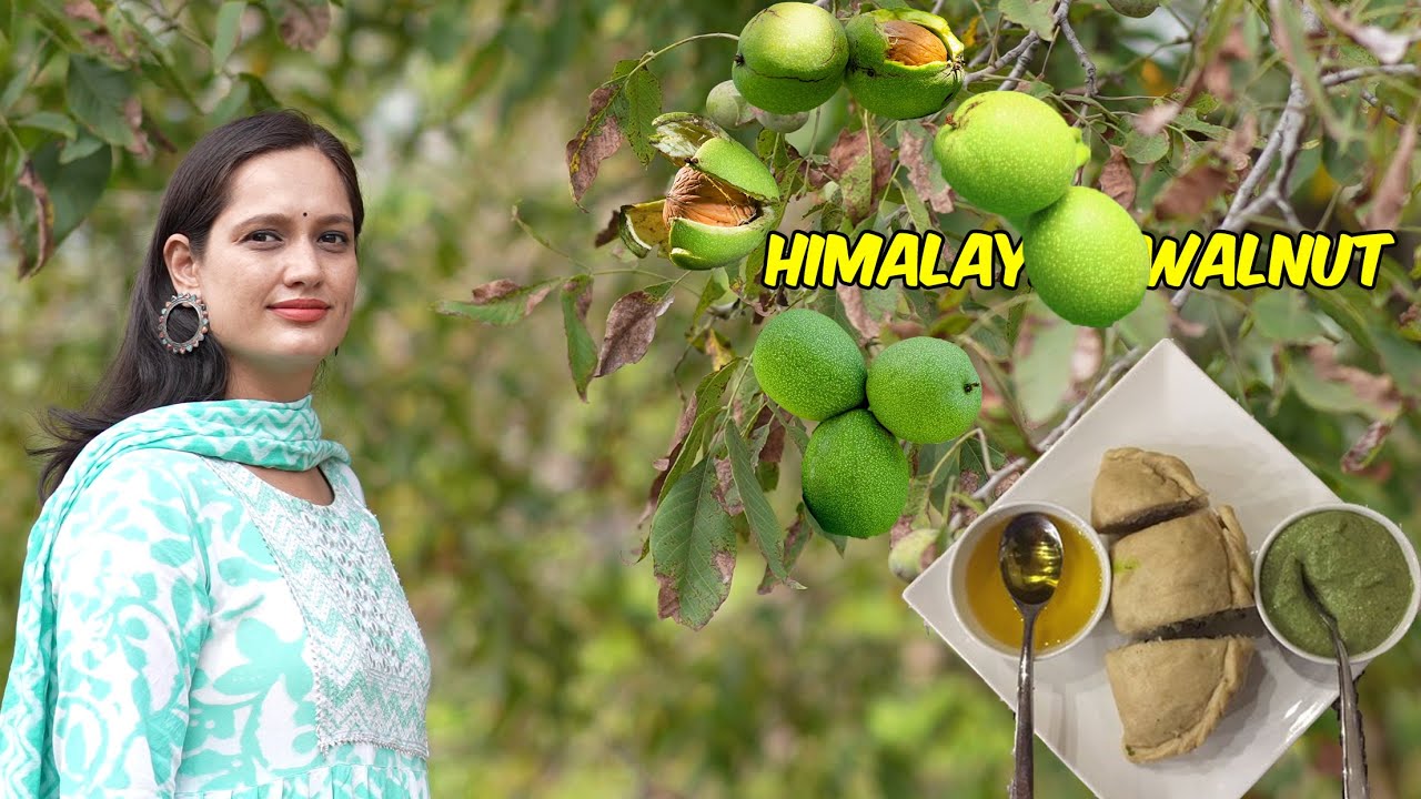 Harvesting the Himalayan walnut🌰 || Walnut Siddu Making with Recipe || Pahadi Walnut