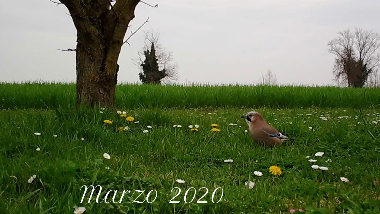 Marzo 2020 - Ghiandaia by Polesine Naturcam