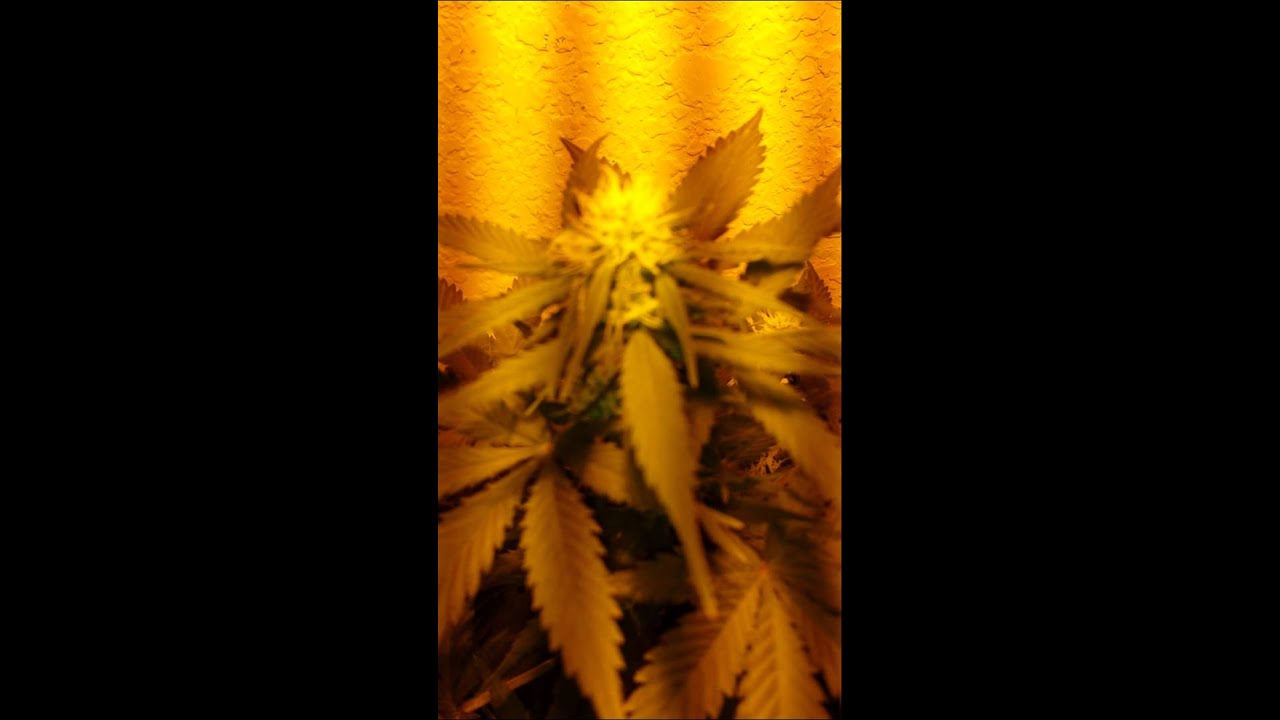 150 watt HPS closet grow, 34 days