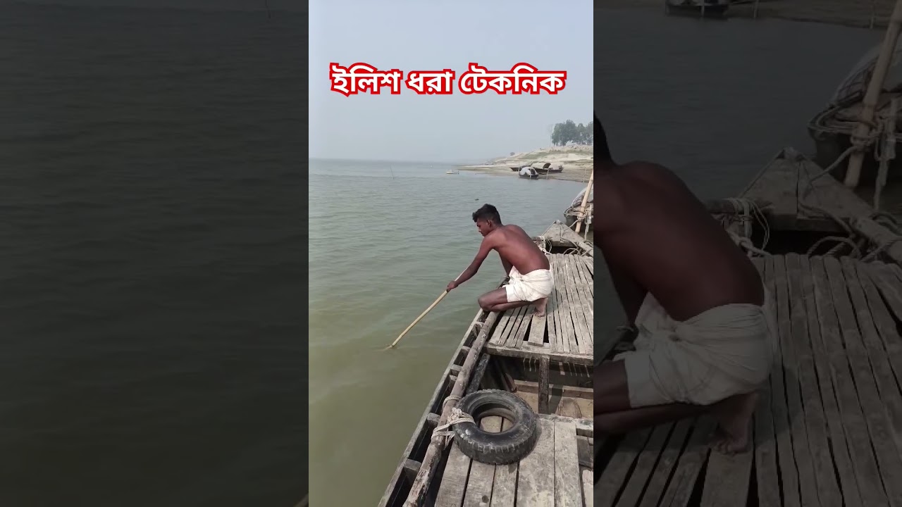 Hilsa Fishing Technique #shorts #hilsa #fishing #technique