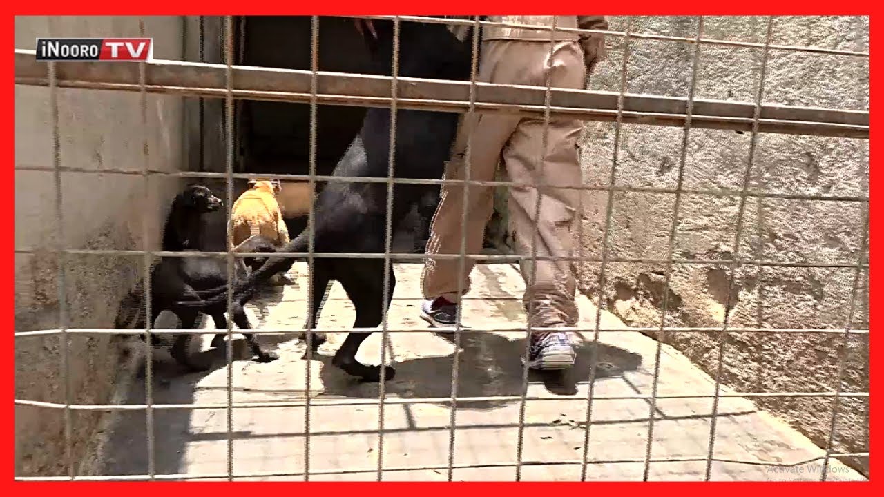 ‘Wamagui’ Timothy Kamau nĩ mũrĩithia woma wa ngui, Naivasha; #MũgamboWaMũrĩmi PART 2