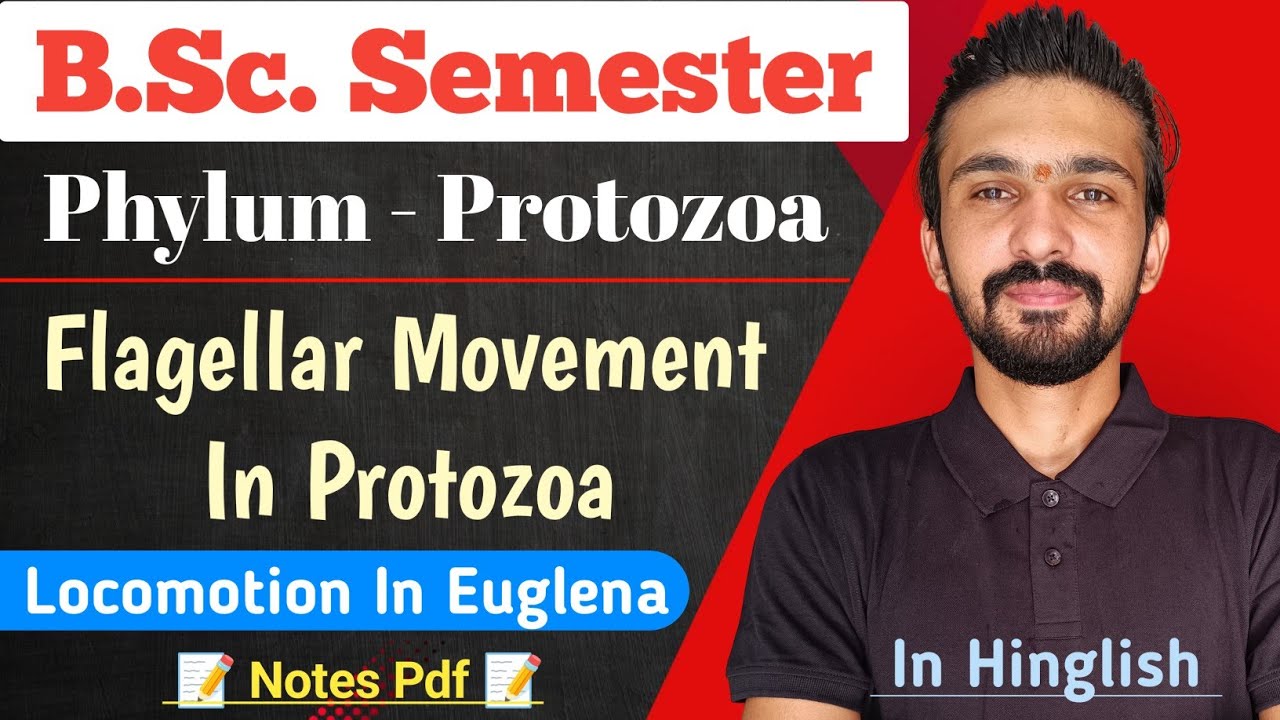 Flagellar Locomotion In Euglena || Phylum - Protozoa || Bsc Semester || By Dadhich Sir