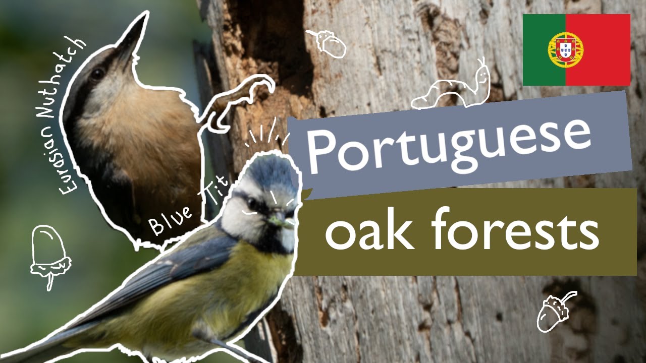 Birding in Portugal  - Birdwatching in Oak Forests