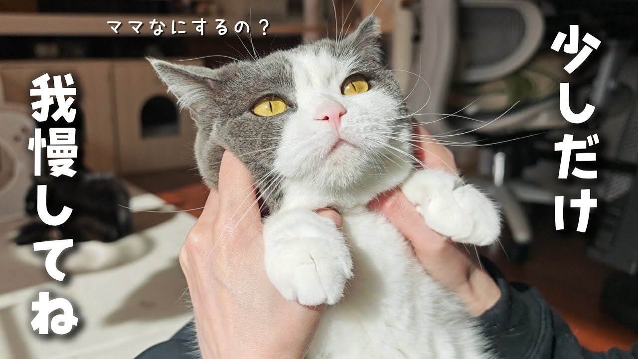 何をされるか分からないまま固まった猫が可愛すぎた