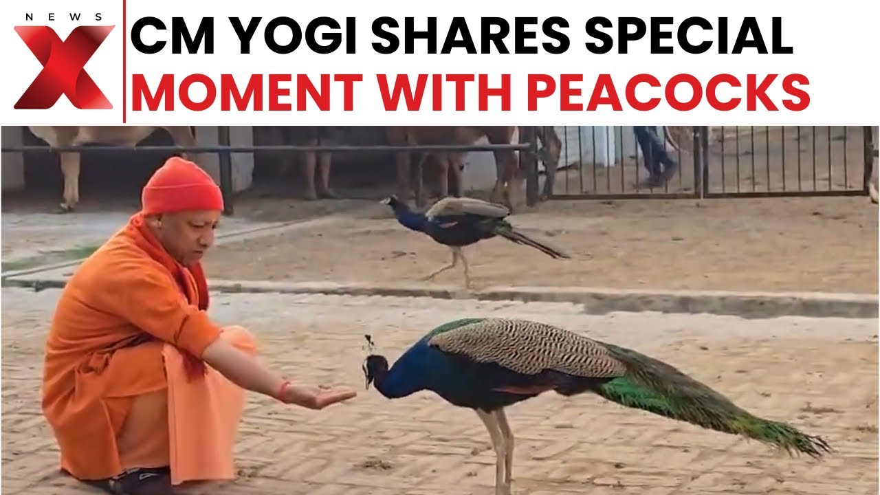Heartwarming Moment: CM Yogi&rsquo;s Serene Interaction With Temple Peacocks in Gorakhpur | NewsX